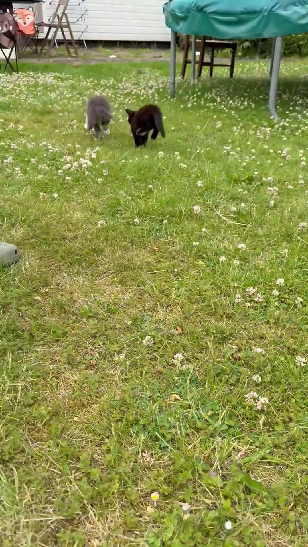 Mixed Breed cats for sale: Tabby  - Video 5