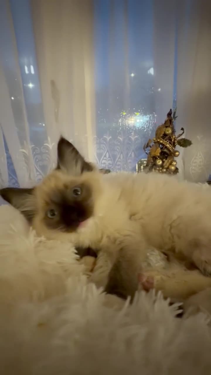 Ragdoll cats for sale: pure ragdoll - Video 3