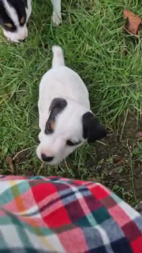 Jack Russell dogs for sale: Tess & jacks puppies - Video 2