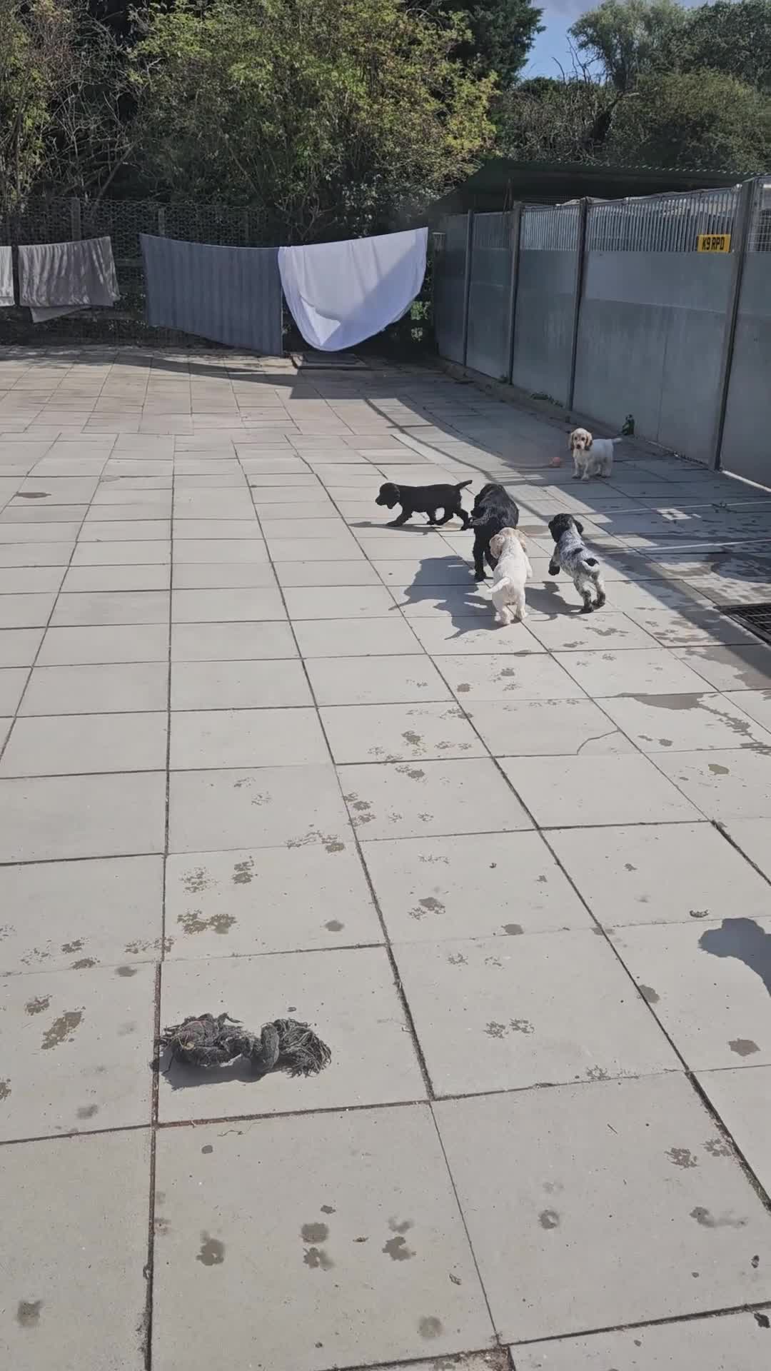 Cocker Spaniel dogs for sale: Cocker spaniel puppies  - Video 2
