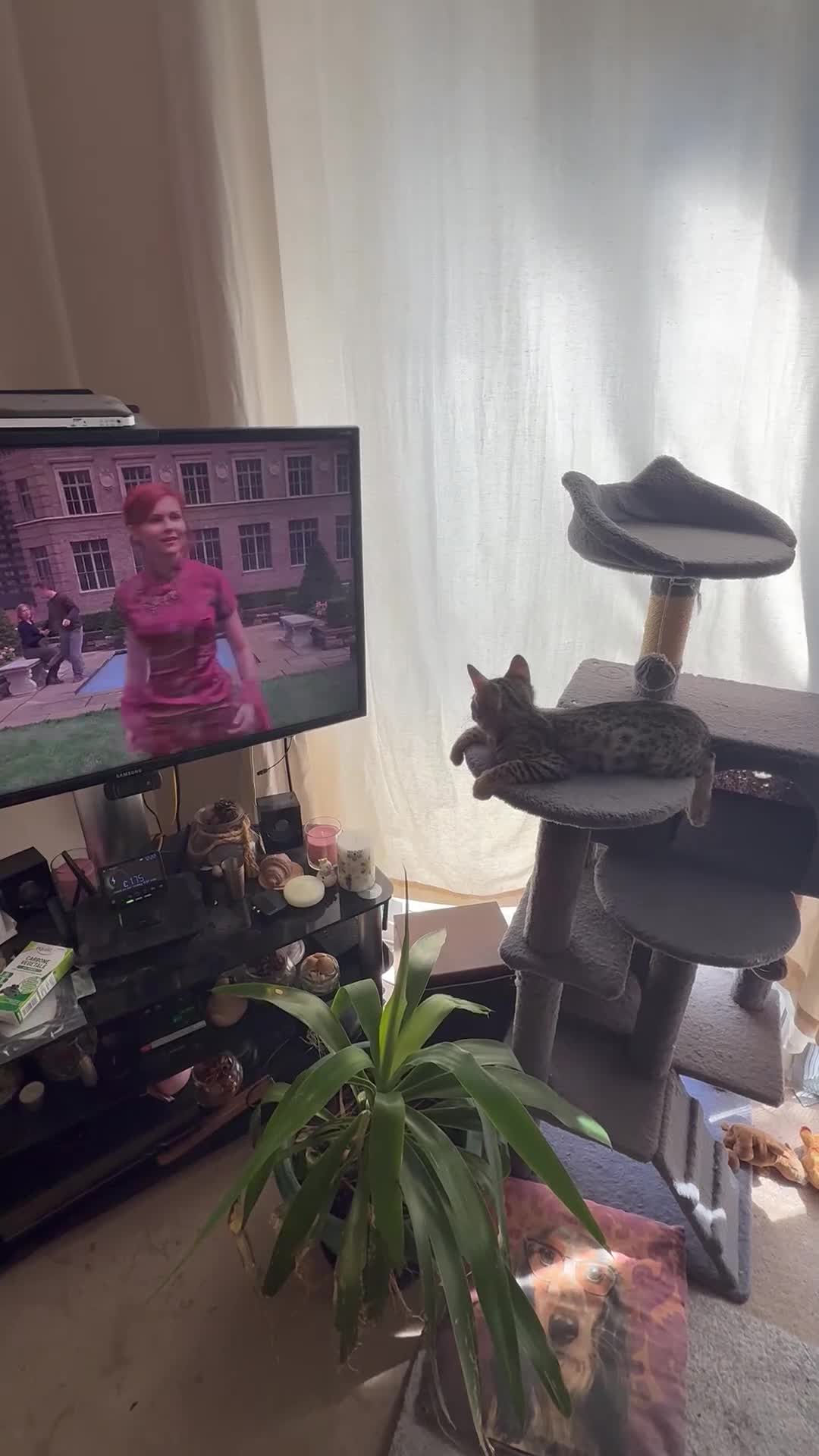 Savannah cats for sale: Savannah F4 kittens - Video 1