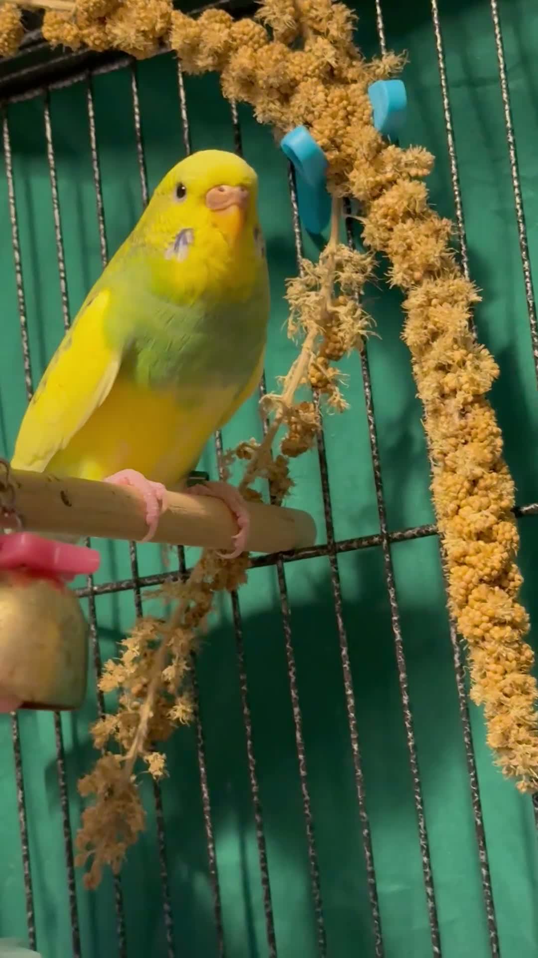 Budgerigars birds for sale: • Bonded pair — male & female young runcorn   ✅ - Video 3