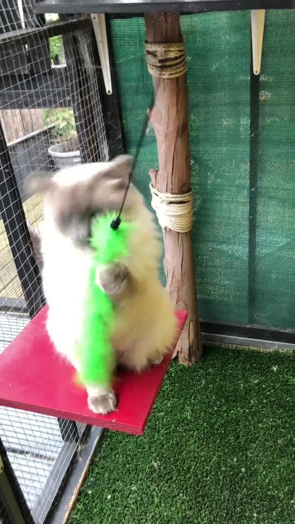 Ragdoll cats for stud: Stud Gccf Active duel Tica blue point  in Grantham - Video 1