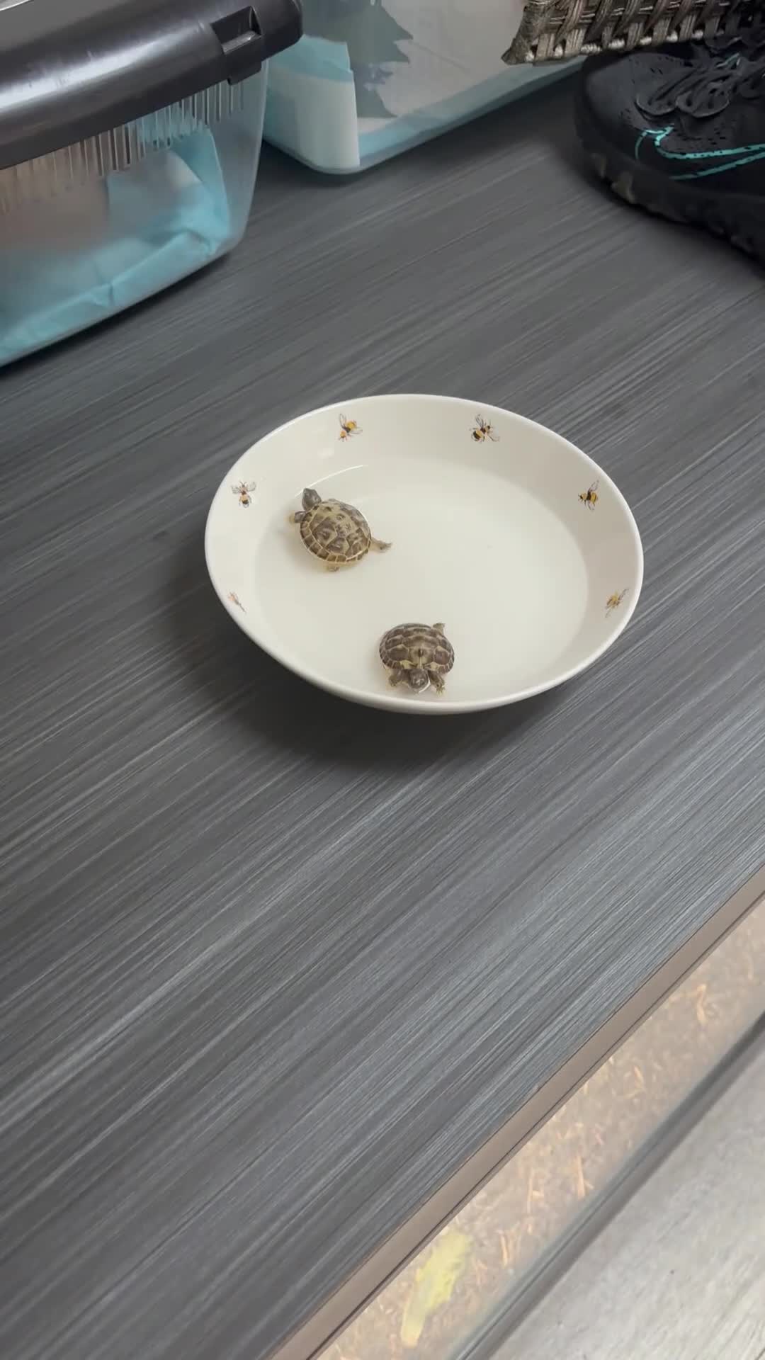 Tortoise reptiles for sale: STUNNING UK BRED HORSEFIELD BABIES AVAILABLE!! - Video 1