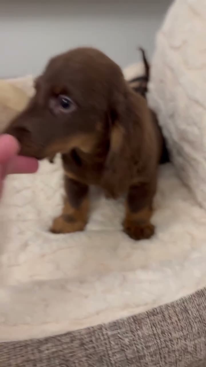 Miniature Dachshund dogs for sale: Dachshund miniature long hair  - Video 3