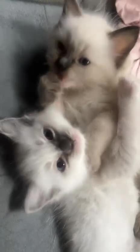 Ragdoll cats for sale: Ragdoll Kittens - Video 1