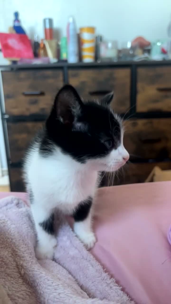 Mixed Breed cats for sale: Male kitten Raggamuffin/tabby mix  - Video 1