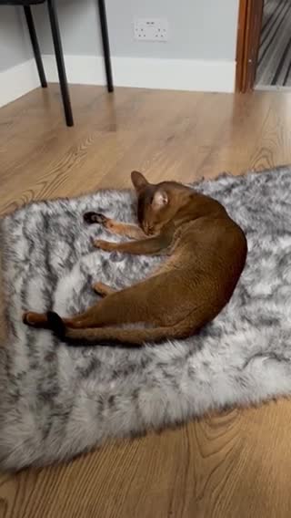 Abyssinian cats for stud: Champion line Aby boy for stud in Romford - Video 4