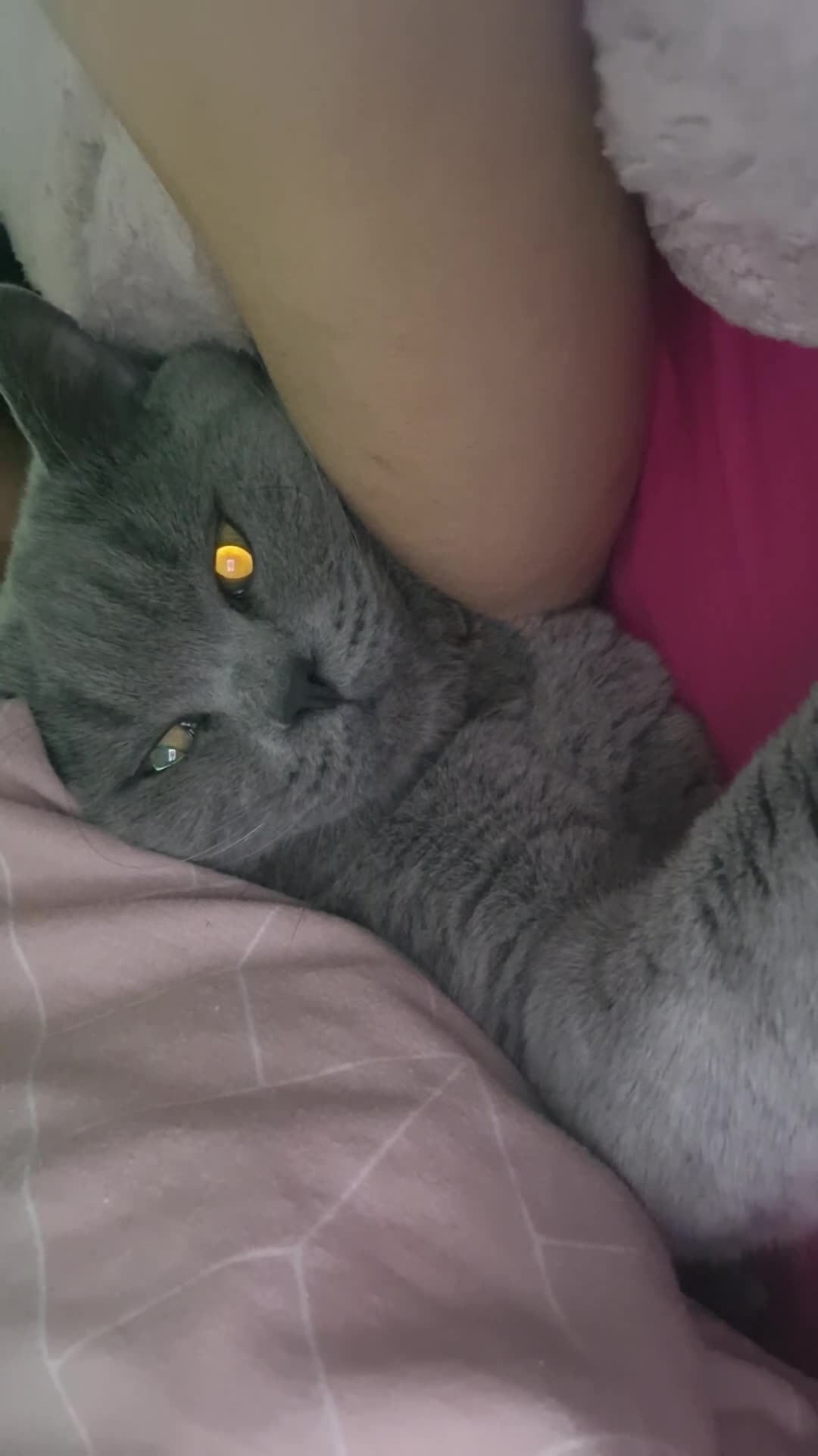 British Shorthair cats for sale: Beautiful British Shorthair Boy.. 😺 - Video 3