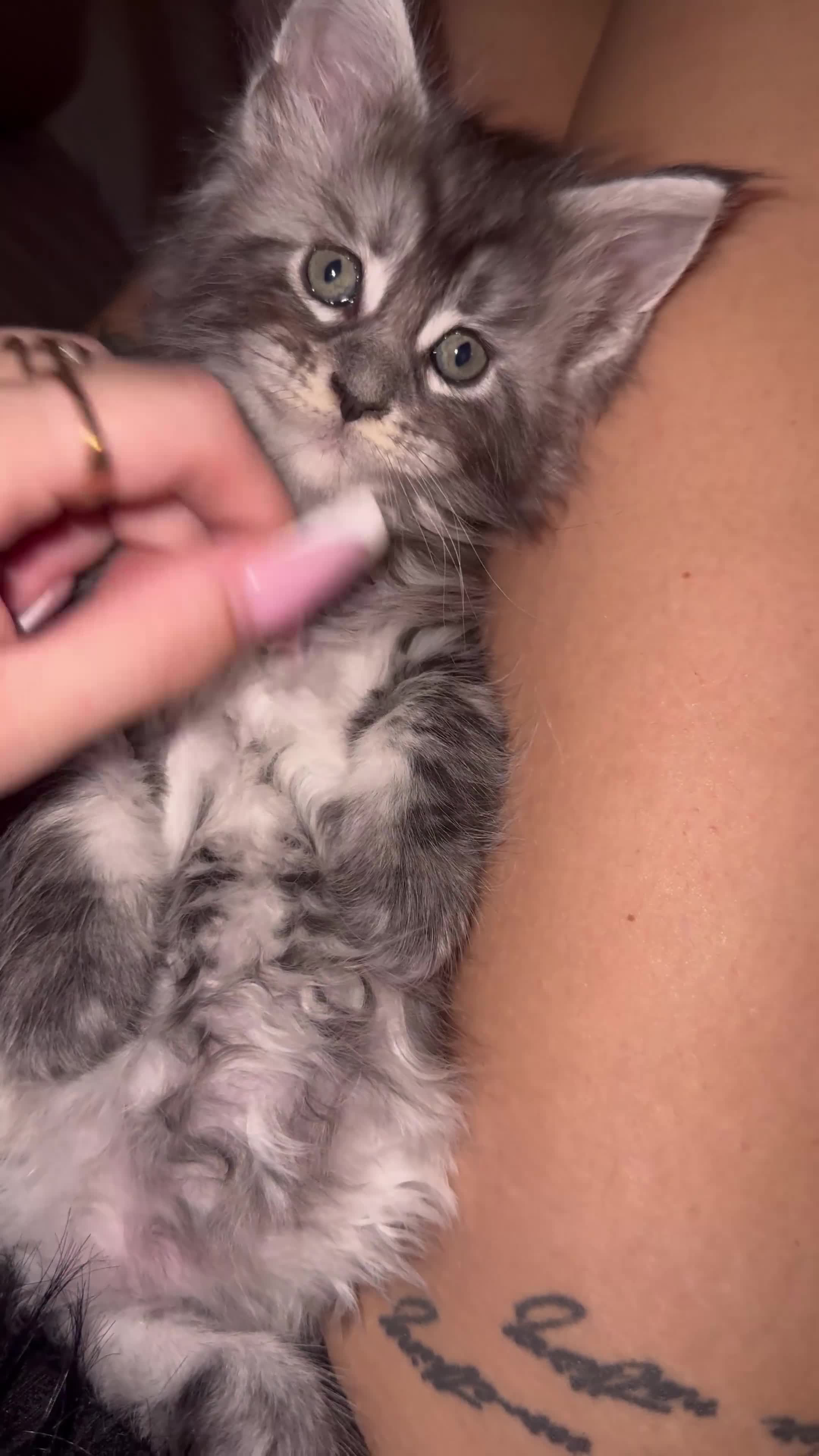 Maine Coon cats for sale: Russian XL maine coons!❤️ready to leave next week! - Video 3