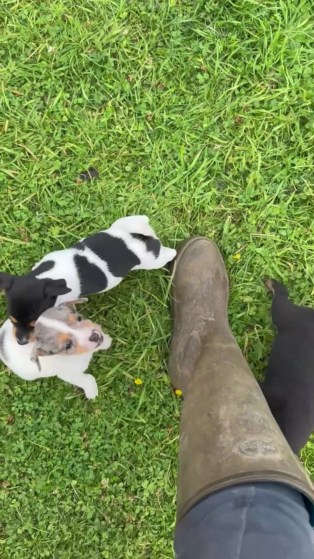 Jack Russell dogs for sale: Gorgeous Jack Russell Boys - Video 2