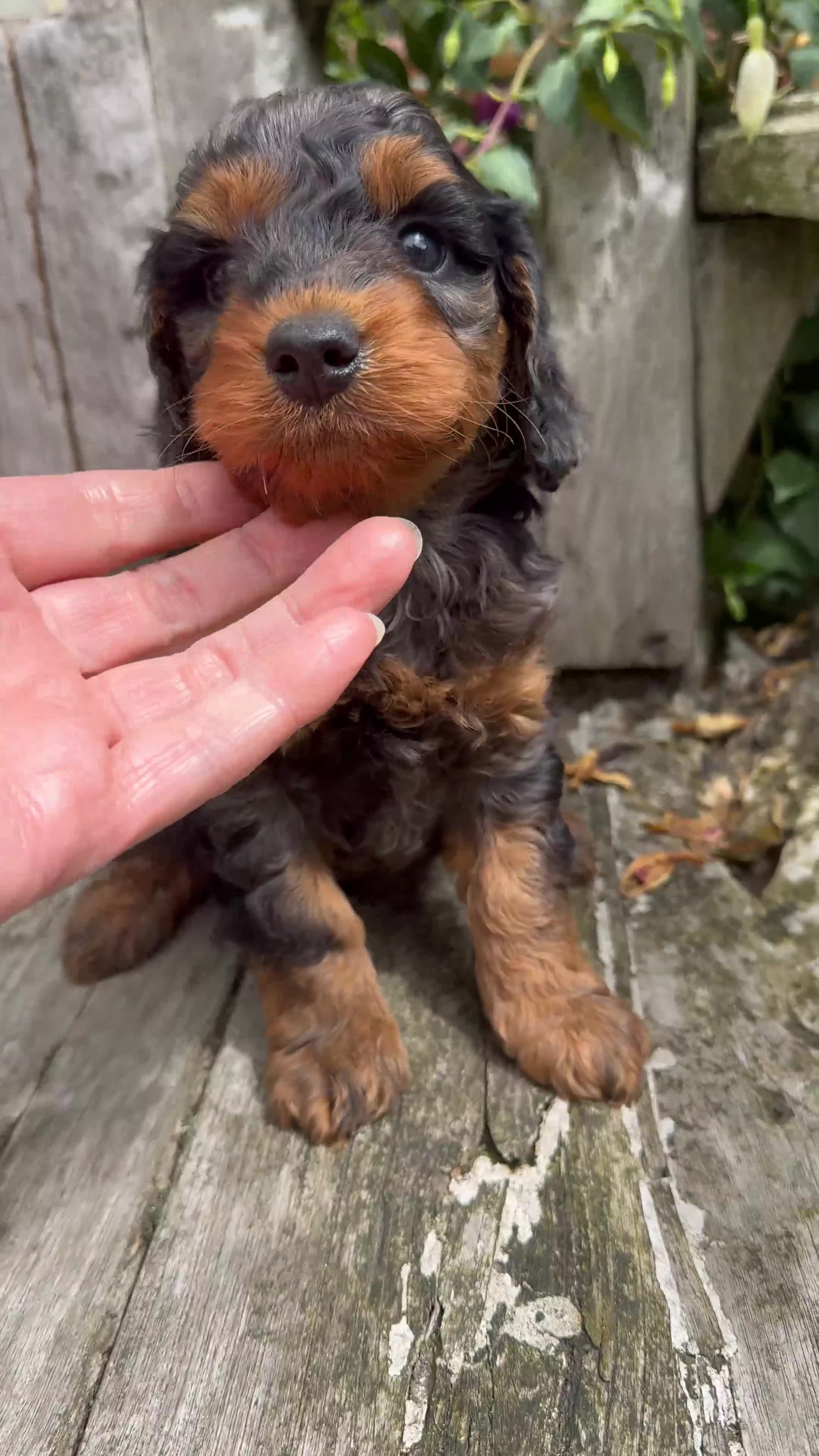 Mixed Breed dogs for sale:  Cavapoo x Cockapoo Ready 9th August - Video 3
