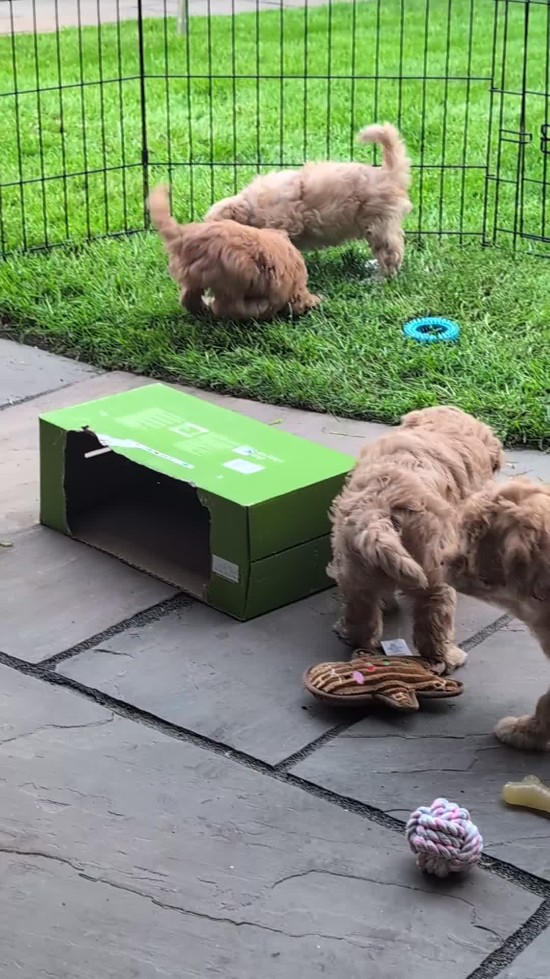 Cockapoo dogs for sale: Cockapoo puppies F1B  in Shrewsbury - Video 1