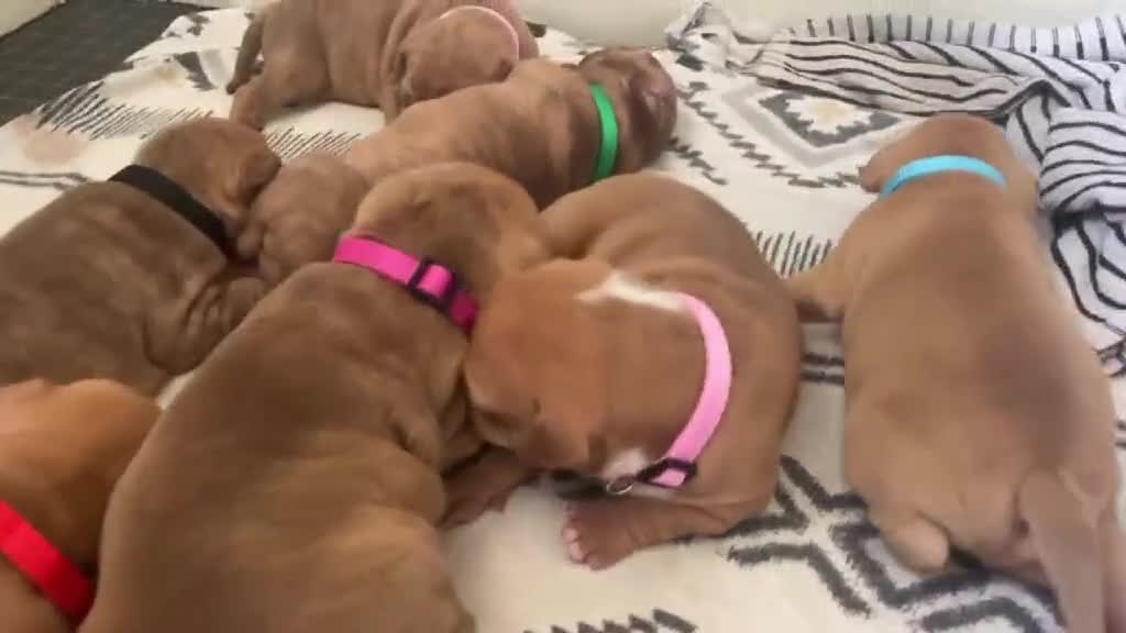 Staffordshire Bull Terrier dogs for sale: Staffy puppy  - Video 2