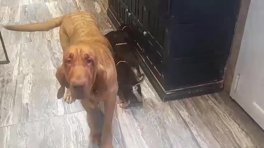 Bloodhound dogs for sale: Bloodhound Puppies - Video 1