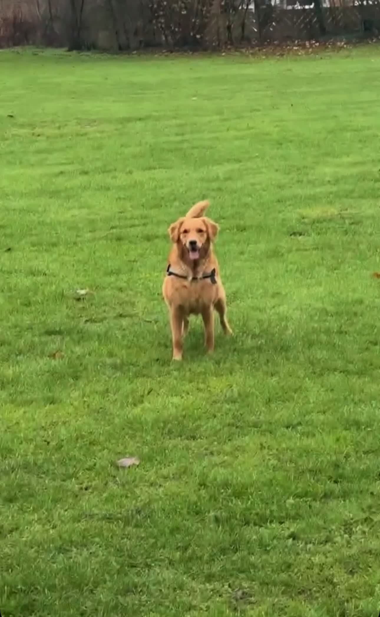 Golden Retriever dogs for sale: FIELD GOLDEN RETRIEVER  - Video 1