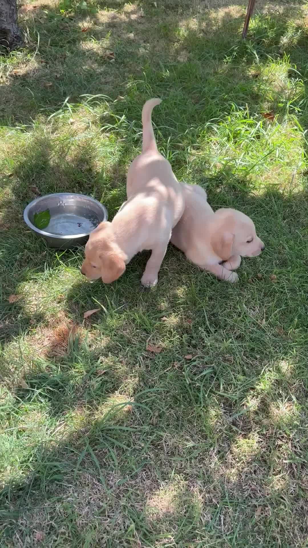 Labrador Retriever dogs for sale: Gorgeous KC Reg Labrador puppies - Video 4