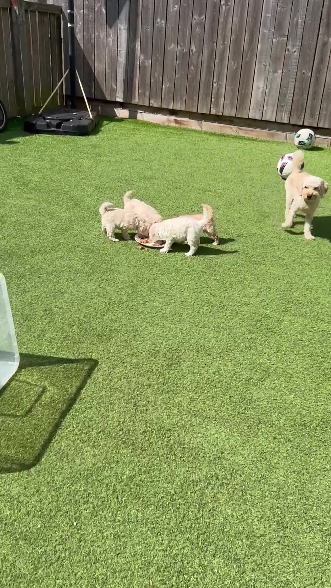 Cockapoo dogs for sale: Our little beauties in York - Video 5