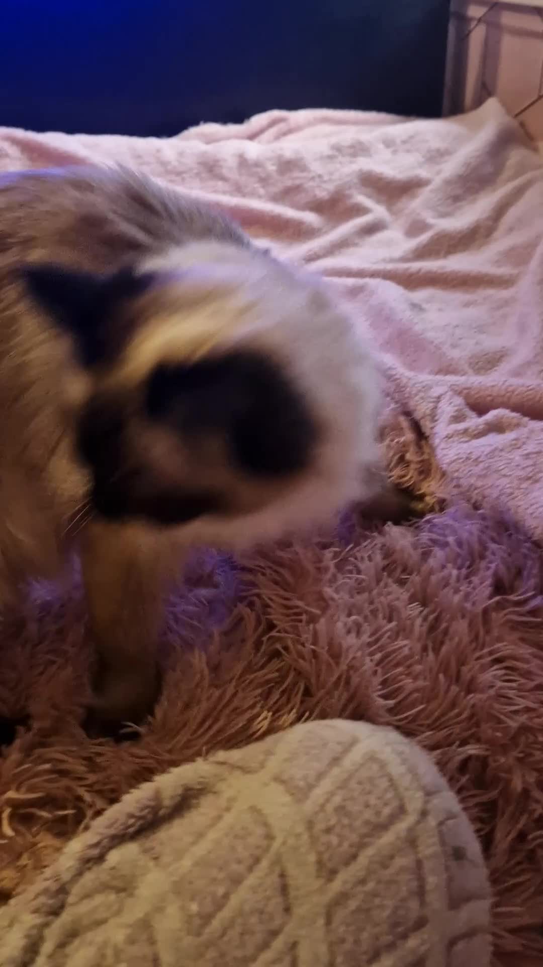 Ragdoll cats for sale: 2 bonded Ragdolls girls  - Video 2