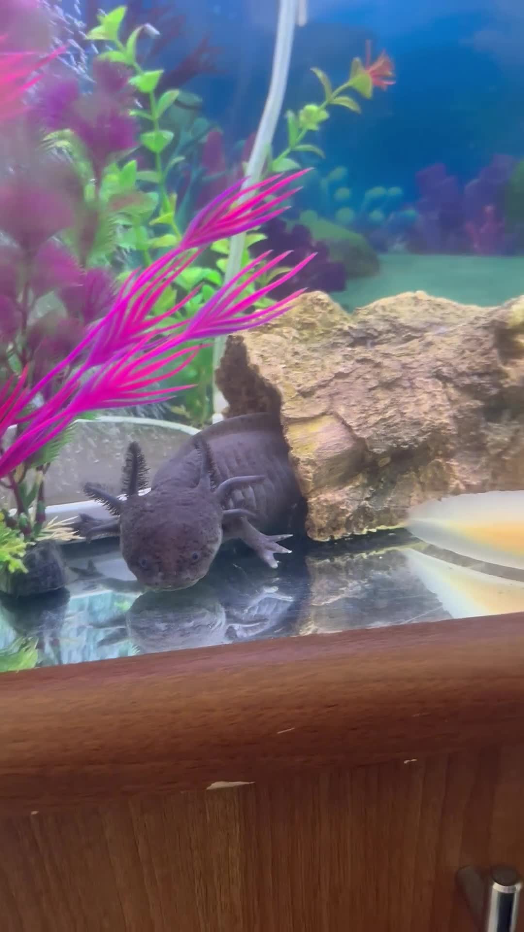 Axolotl reptiles for sale: Two female axlotls and tank set up  in Prestatyn - Video 2