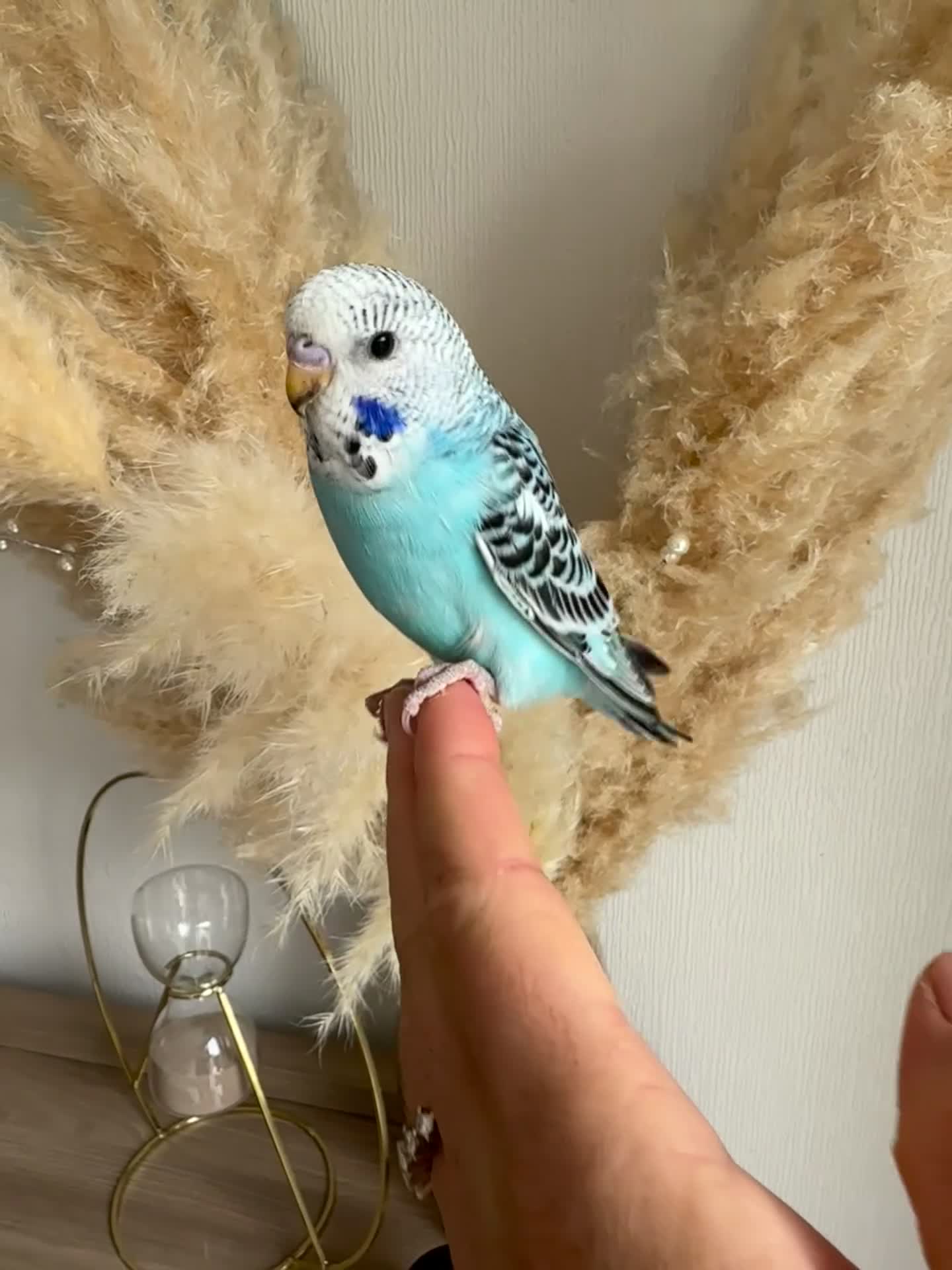 Budgerigars birds for sale: Hand Tame male baby budgies   - Video 1