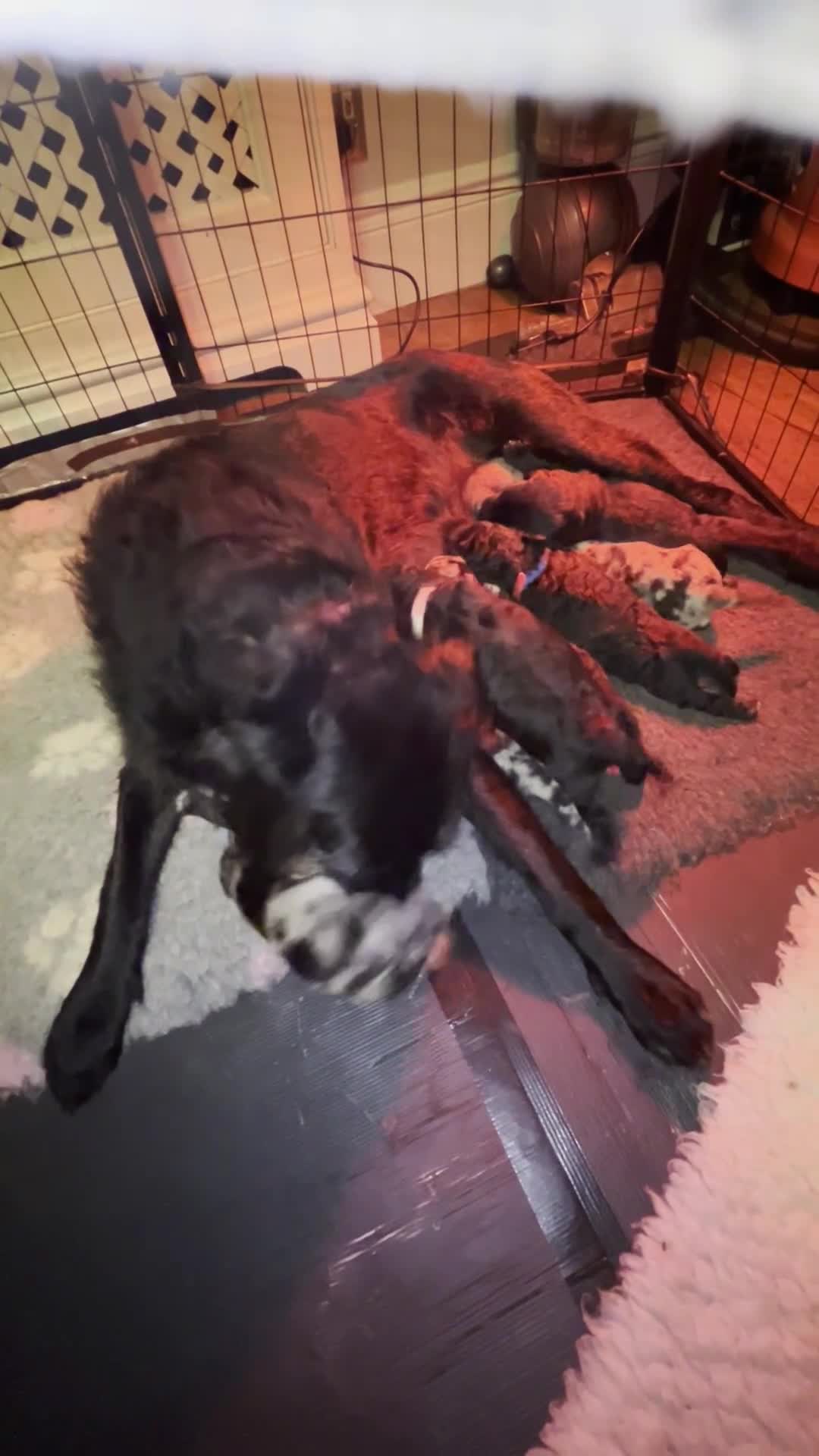 Labradoodle dogs for sale: Adorable Home-Raised F2B Labradoodle Puppies - Video 1