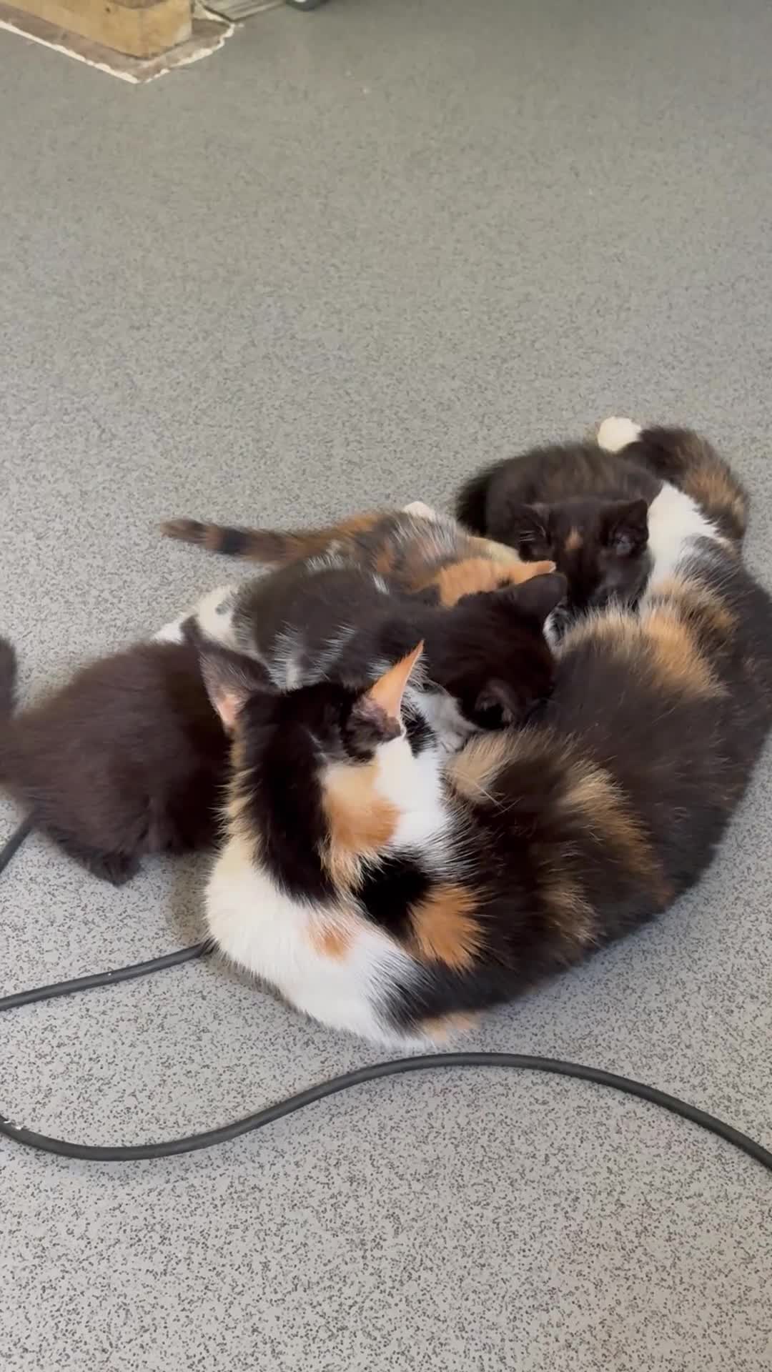 Mixed Breed cats for sale: 4 Kittens for Sale. Ready for Their Forever Homes - Video 5