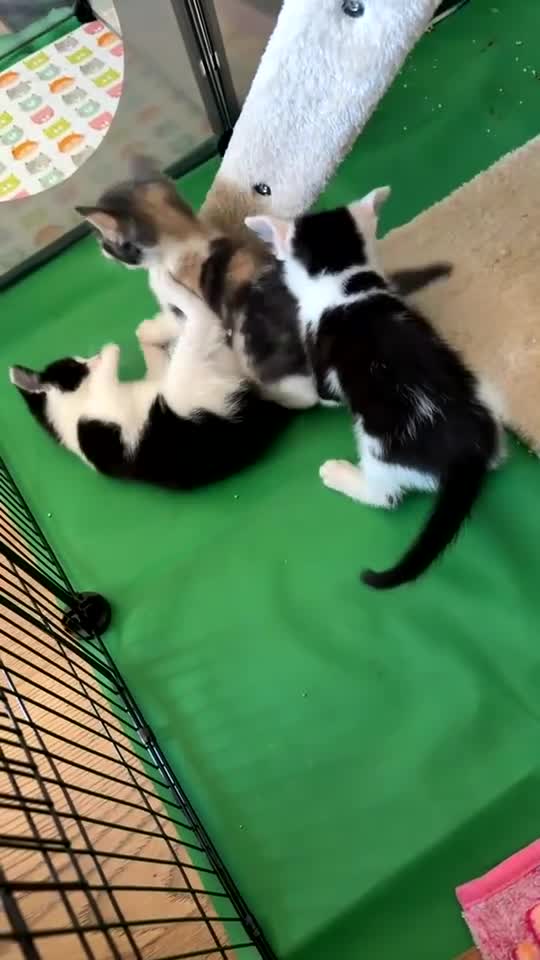 Mixed Breed cats for sale: Our chocolate kitties!!! in Cardiff - Video 1
