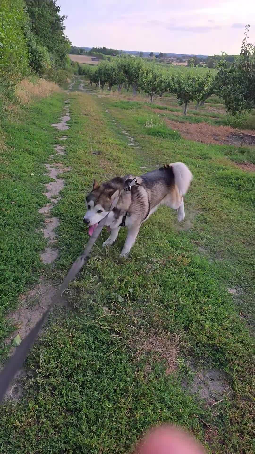 Alaskan Malamute dogs for stud: KEATA - Video 2