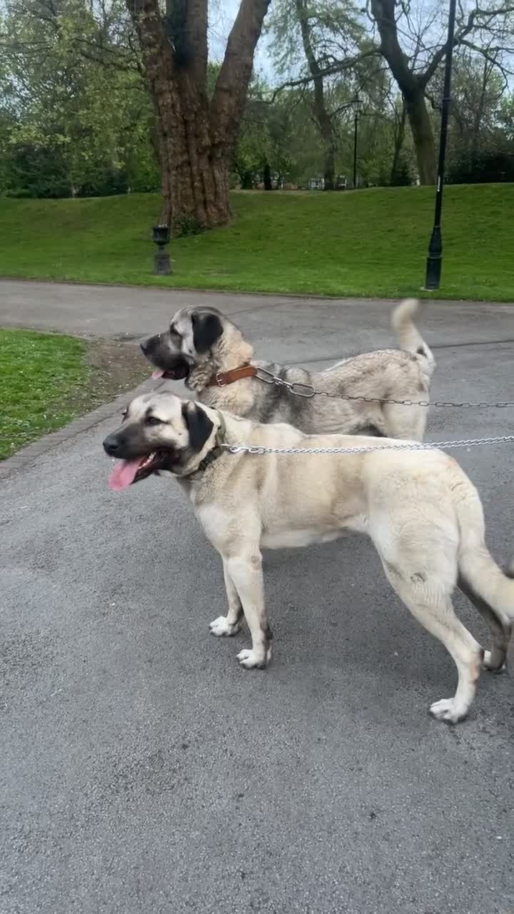 Turkish Kangal dogs for sale: Turkish kangal puppies  - Video 1