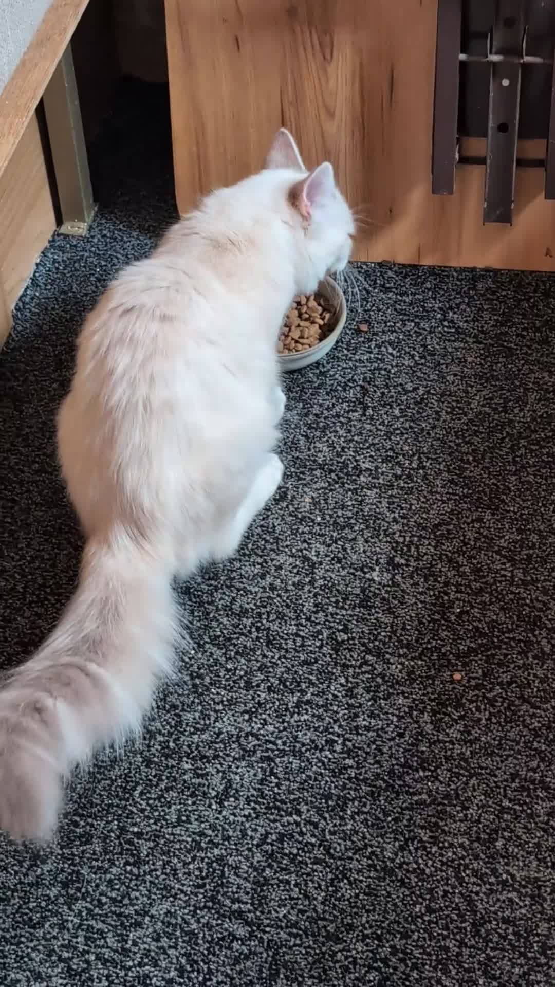 Siberian cats for sale: Siberian Neva Masguerade - Video 1