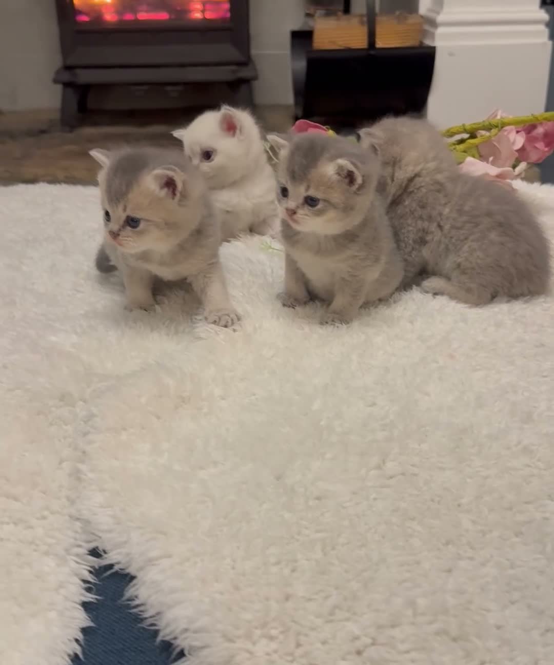 British Longhair cats for sale: GCCF Registered Pedigree British Longhair Kittens - Video 3