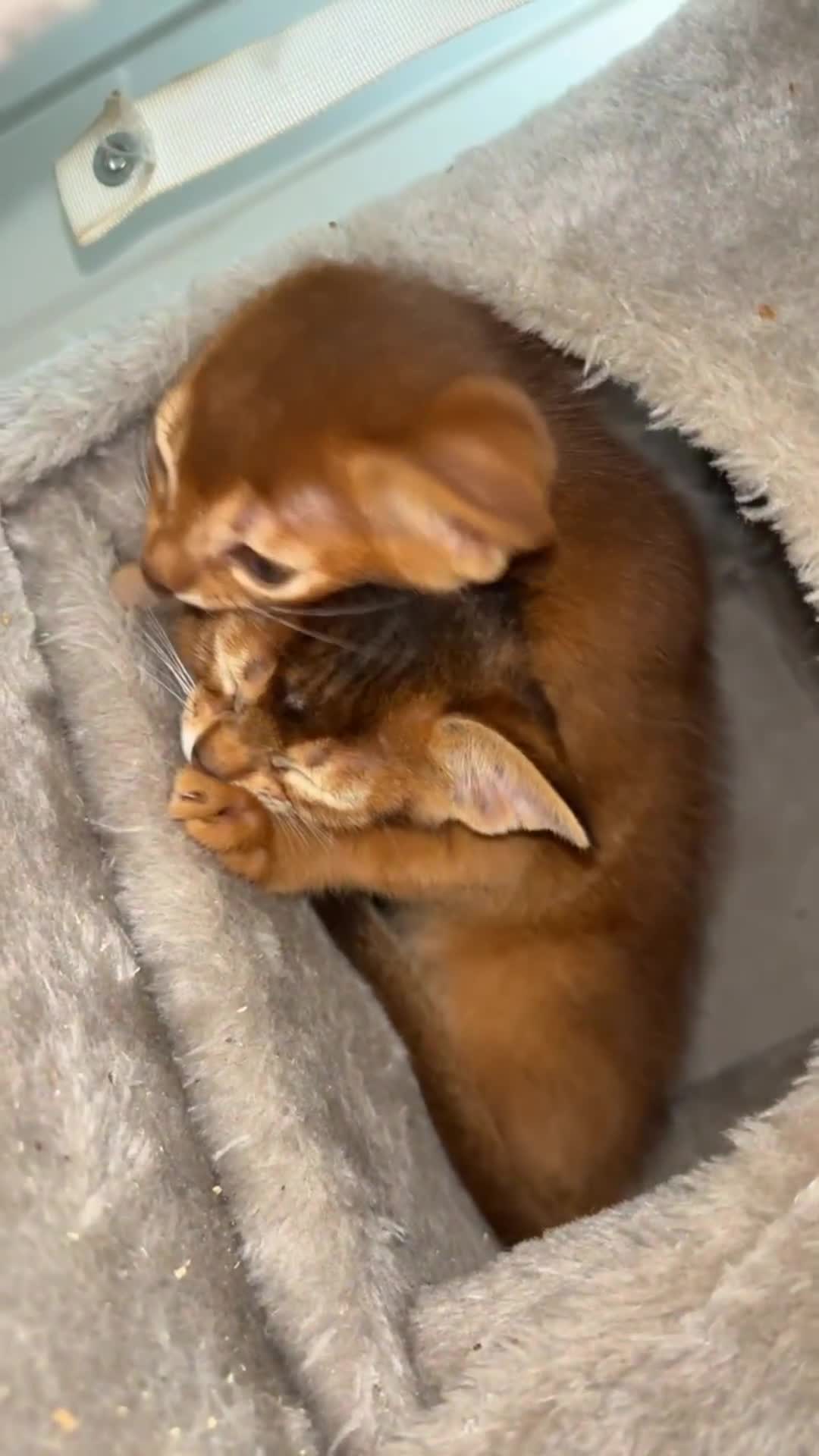 Abyssinian cats for sale: Ready to go Just left 1 girl Show Quality kitten in Southampton - Video 2
