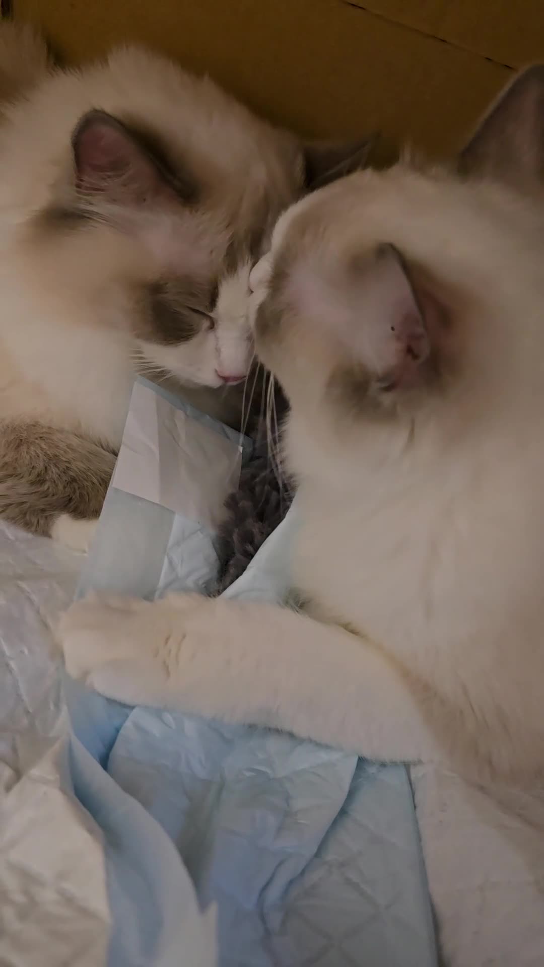 Ragdoll cats for sale: Ragdoll - Video 1