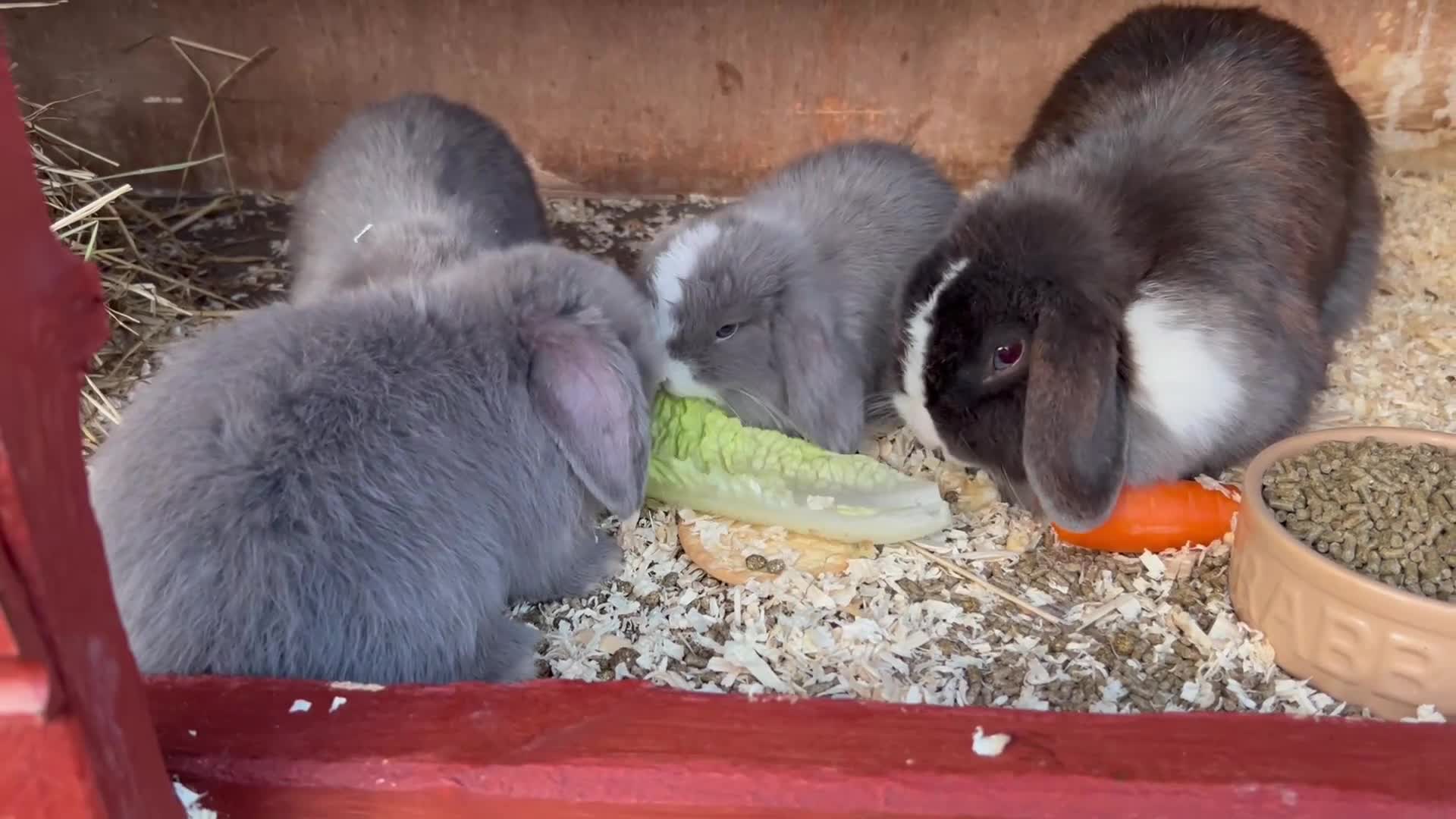Mini Lop rabbits for sale: Stunning Lilac split/Lilac self mini lops  - Video 2