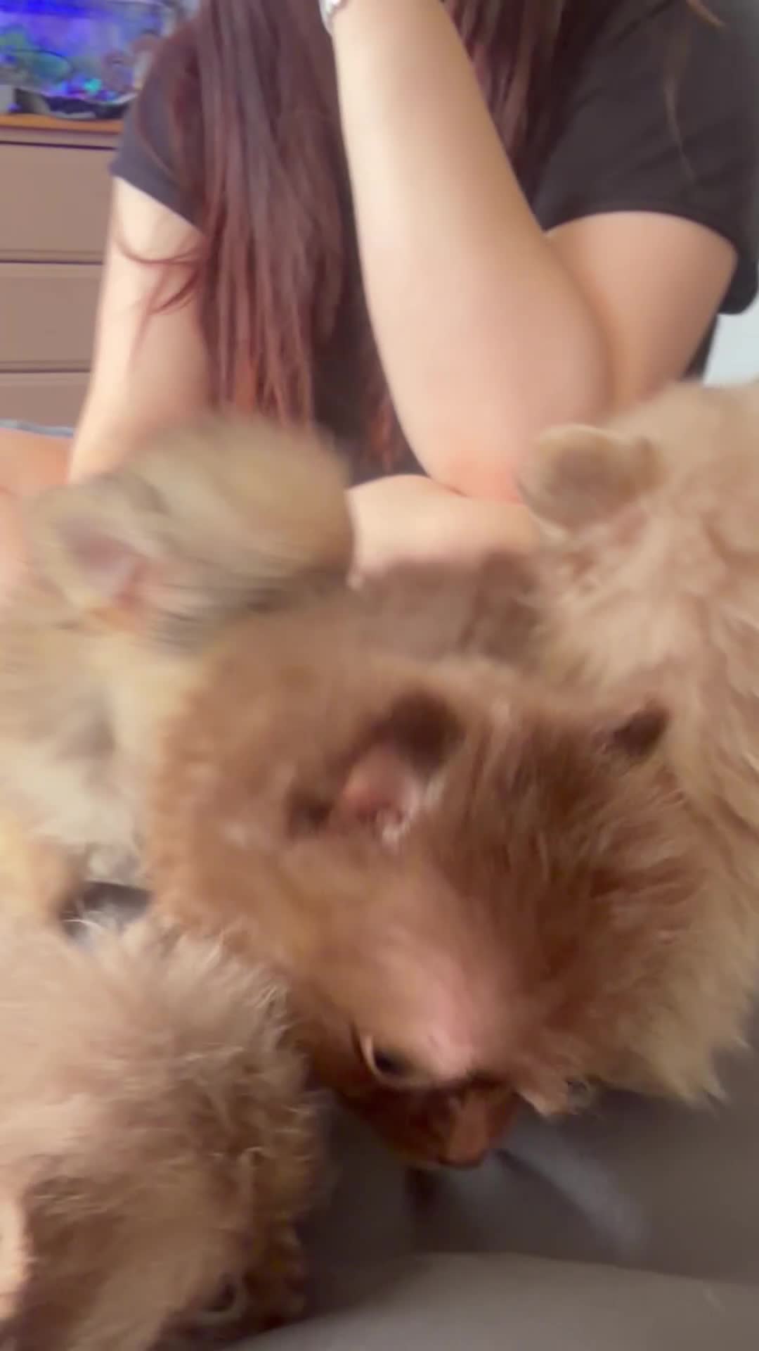 Pomchi dogs for sale: Reduced READY TO LEAVE Tiny 3/4 Pom 1/4 chi  pups  - Video 1