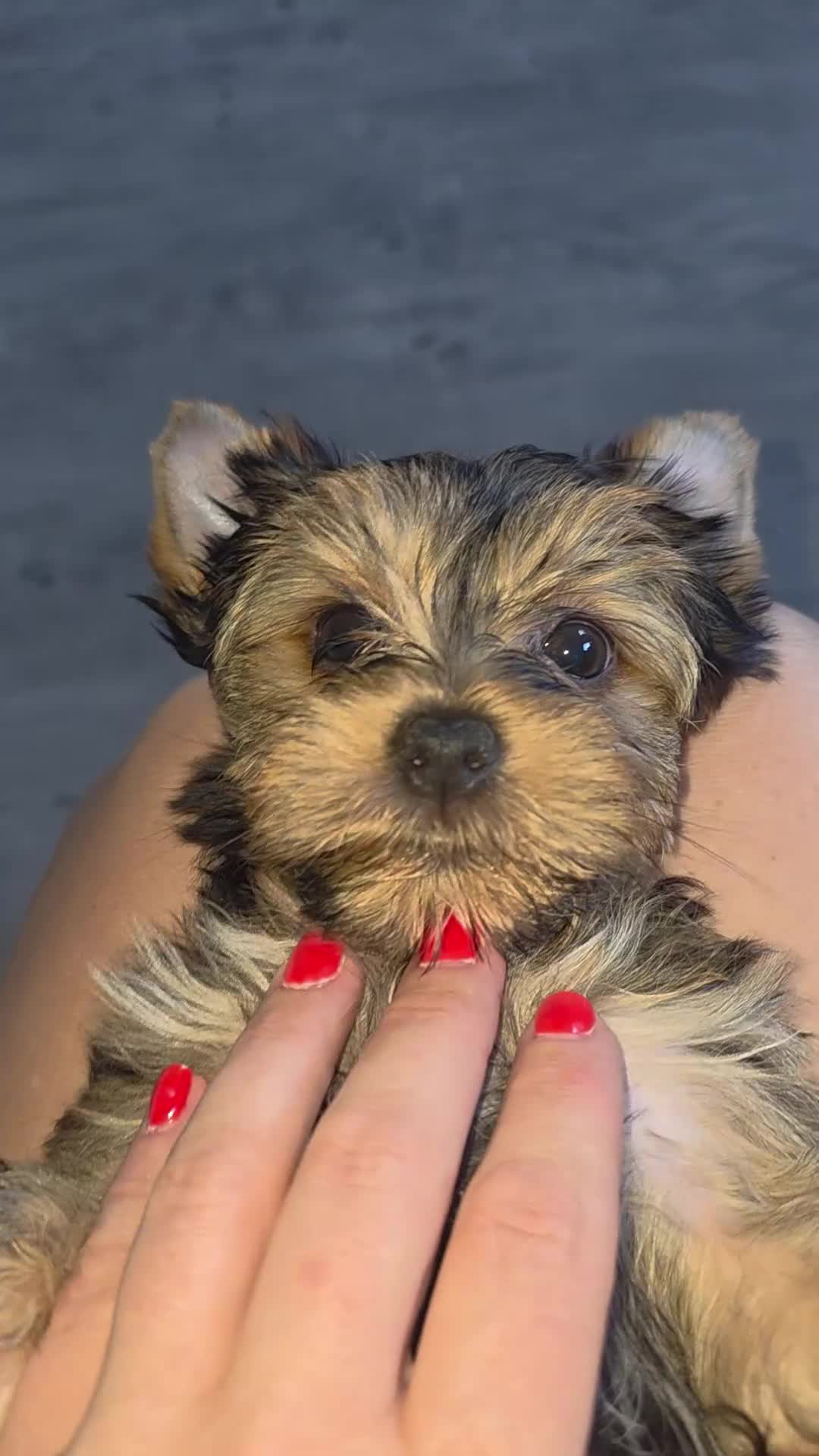 Yorkshire Terrier dogs for sale: Pedigree miniature Yorkshire terriers puppies  - Video 2