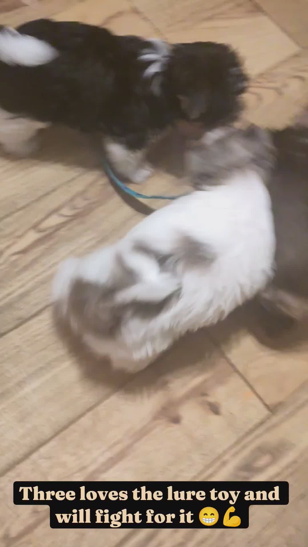 Yorkshire Terrier dogs for sale: Choc & White Yorkie Girl Blue eyes – Ready Now - Video 2