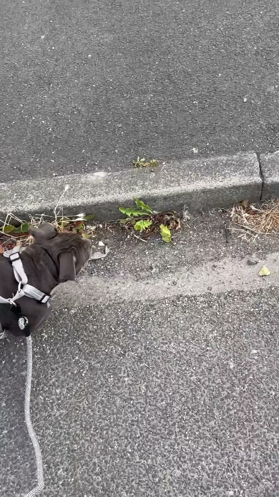 Mixed Breed dogs for sale: Pocket bully 6 month old boy in Jarrow - Video 2