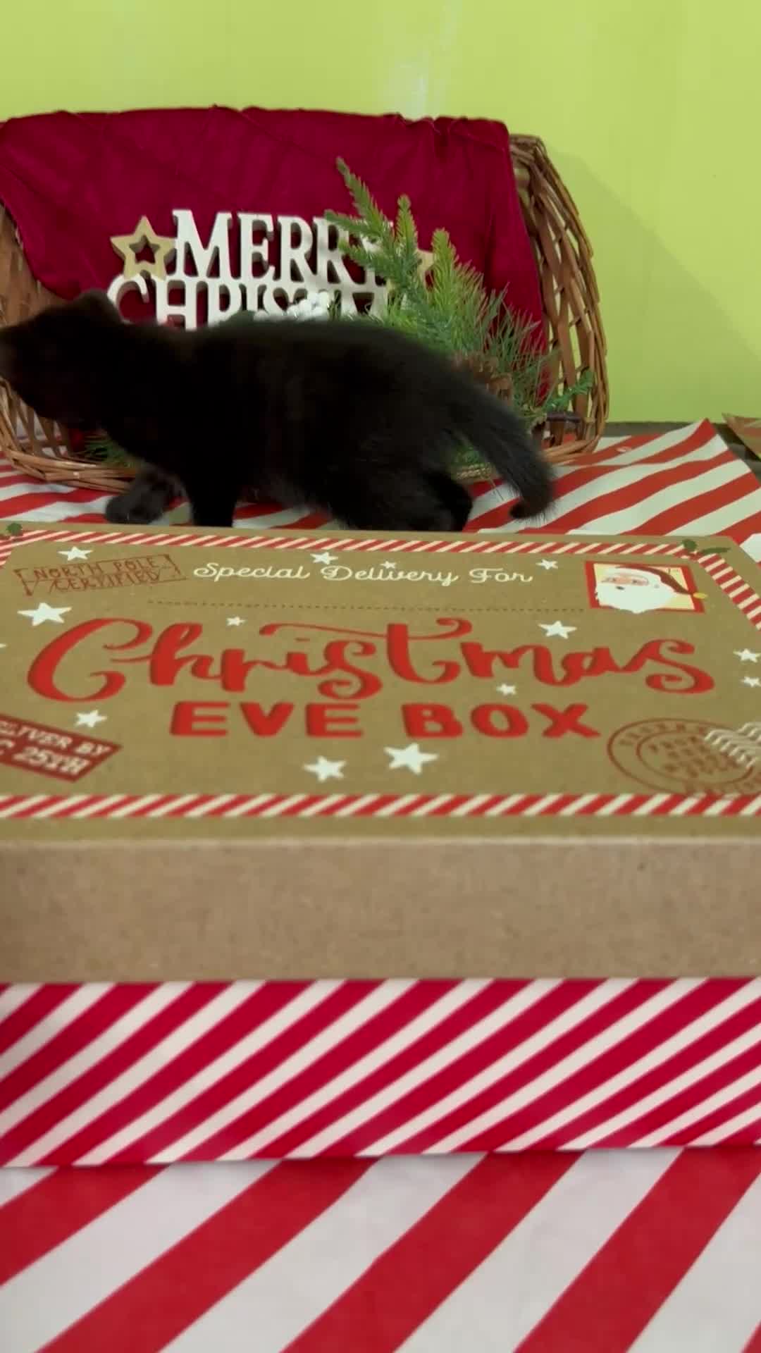 Mixed Breed cats for sale: Kittens from half Siamese mum - Video 2