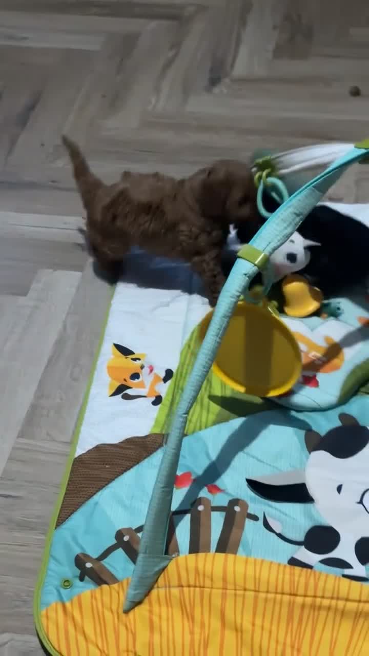 Cavapoo dogs for sale: Stunning Health Tested F1 Cavapoo Puppy’s  - Video 1