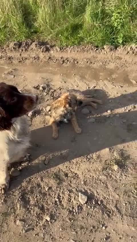 Border Terrier dogs for sale: Beautiful Border Terrier Pups - Video 1