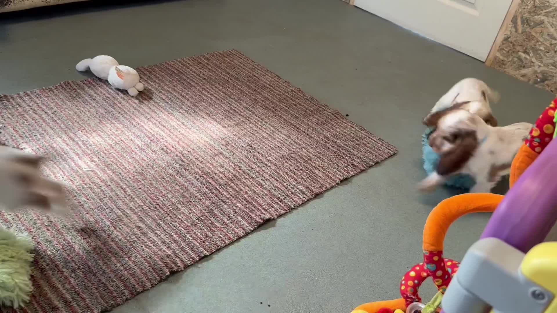 Cocker Spaniel dogs for sale: **Available now** show line cocker spaniels  - Video 1