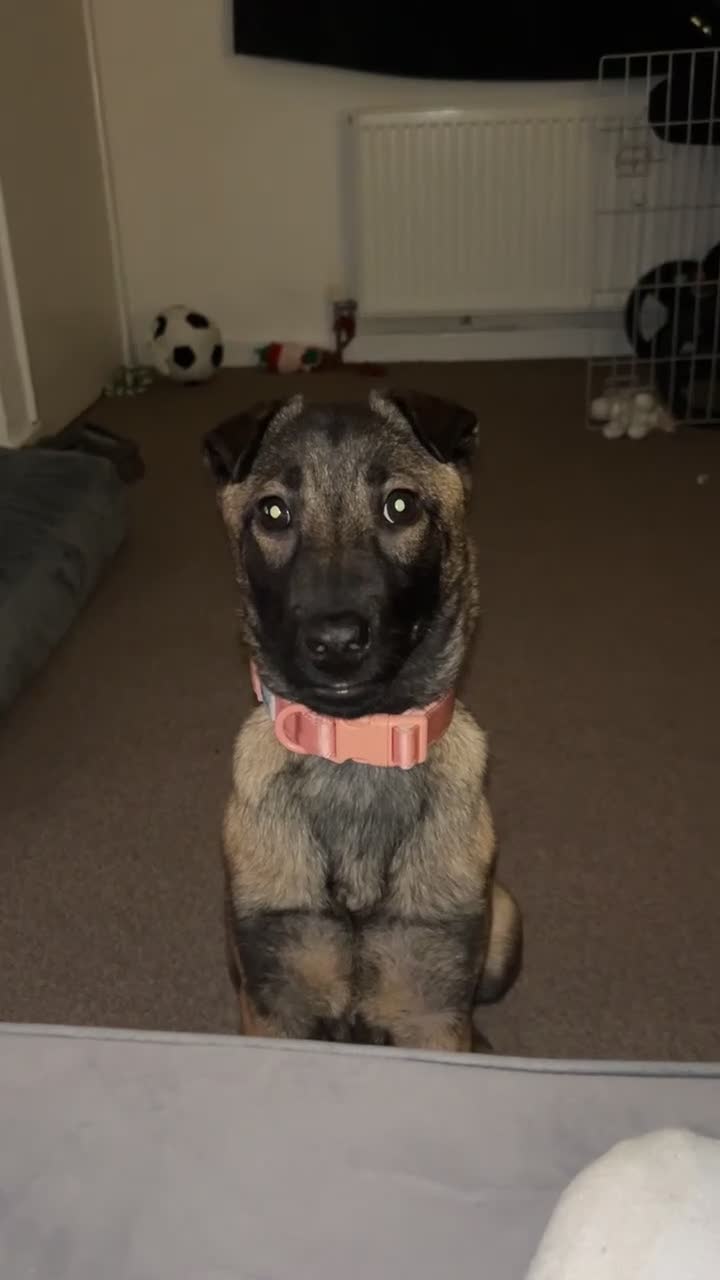 Mixed Breed dogs for sale: Luna Belgian malinois mix - Video 2