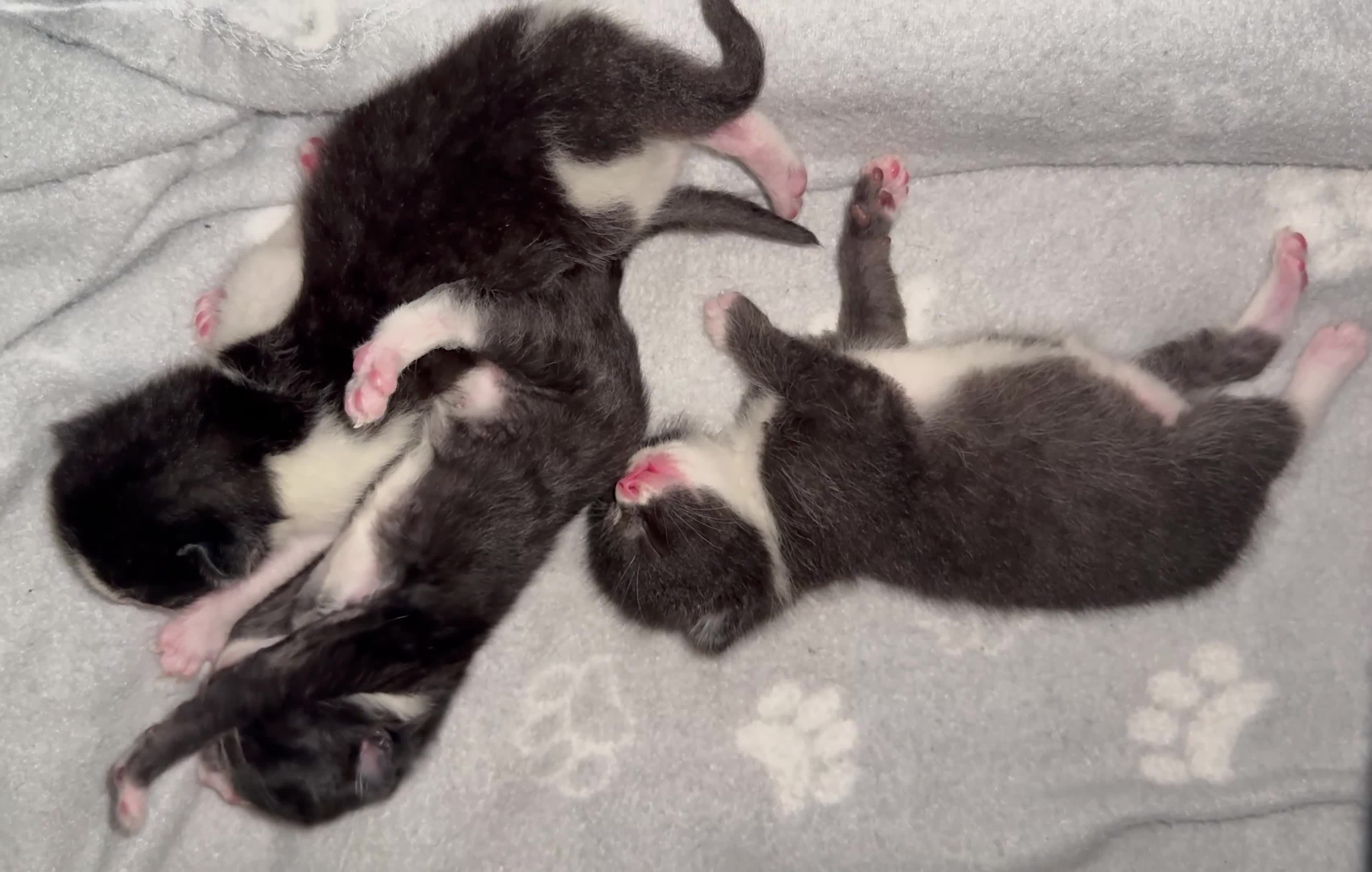 British Shorthair cats for sale: Black & white boy and girl kittens  - Video 1