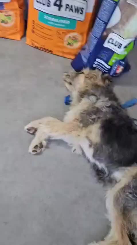 Mixed Breed dogs for adoption: NALA, a Lovely Girl - for a Loving Home - Video 3