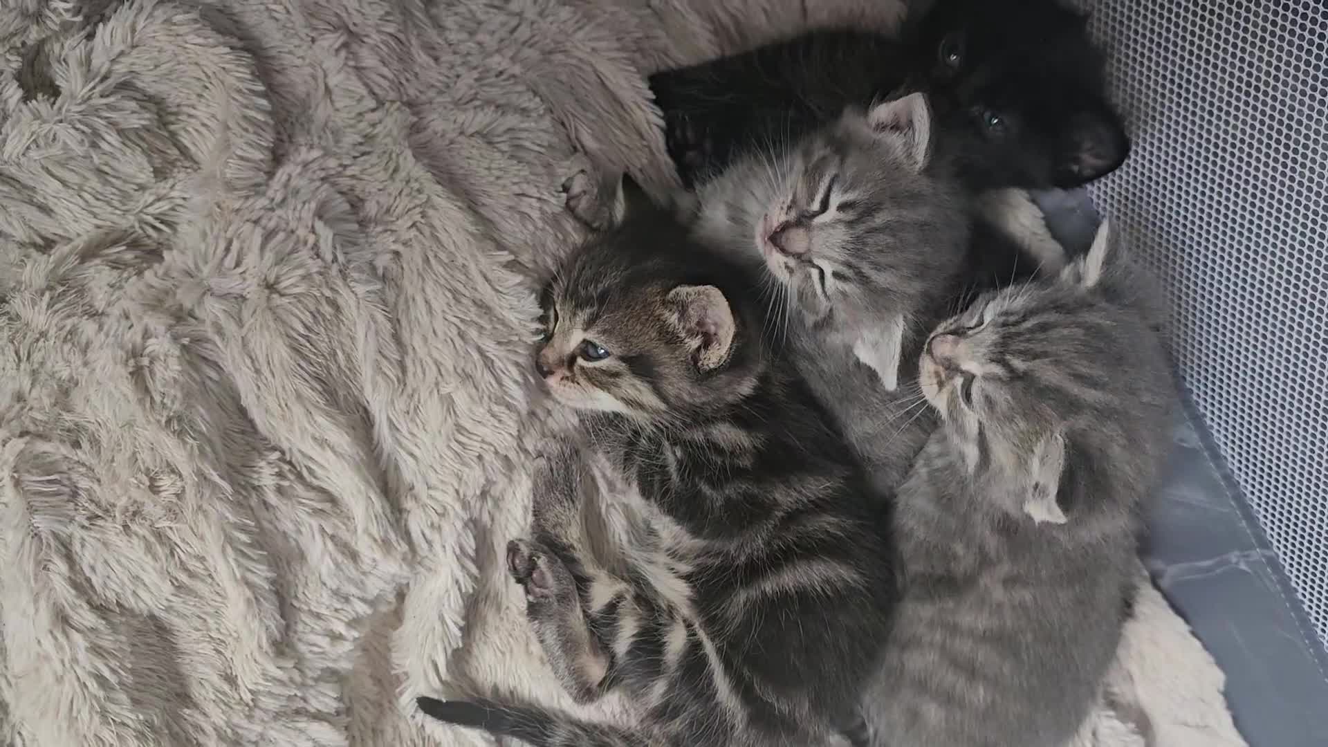 Mixed Breed cats for sale: Beautiful fluffy kittens  in Newport - Video 1