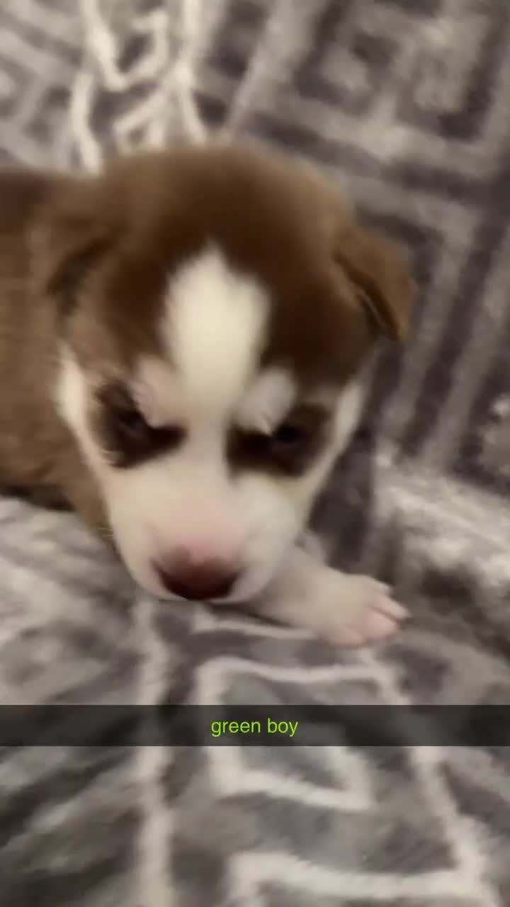Siberian Husky dogs for sale: 4 beautiful husky puppy’s  in Seaham - Video 2