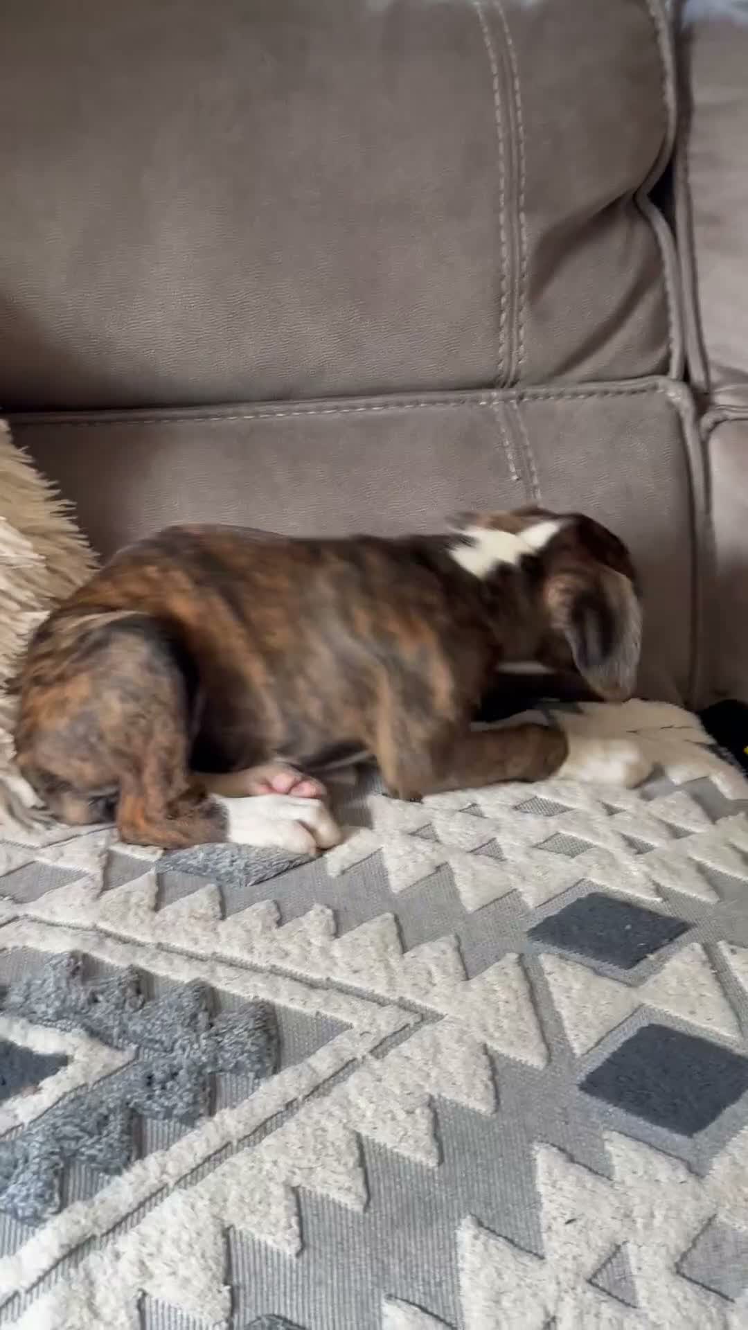 Boxer dogs for sale: KC Registered Boxer Puppies - health tested - Video 4