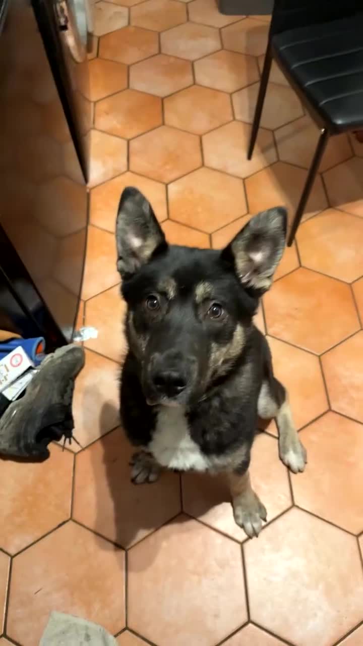 Mixed Breed dogs for sale: 5 month old husky mix Loki 💙 - Video 2